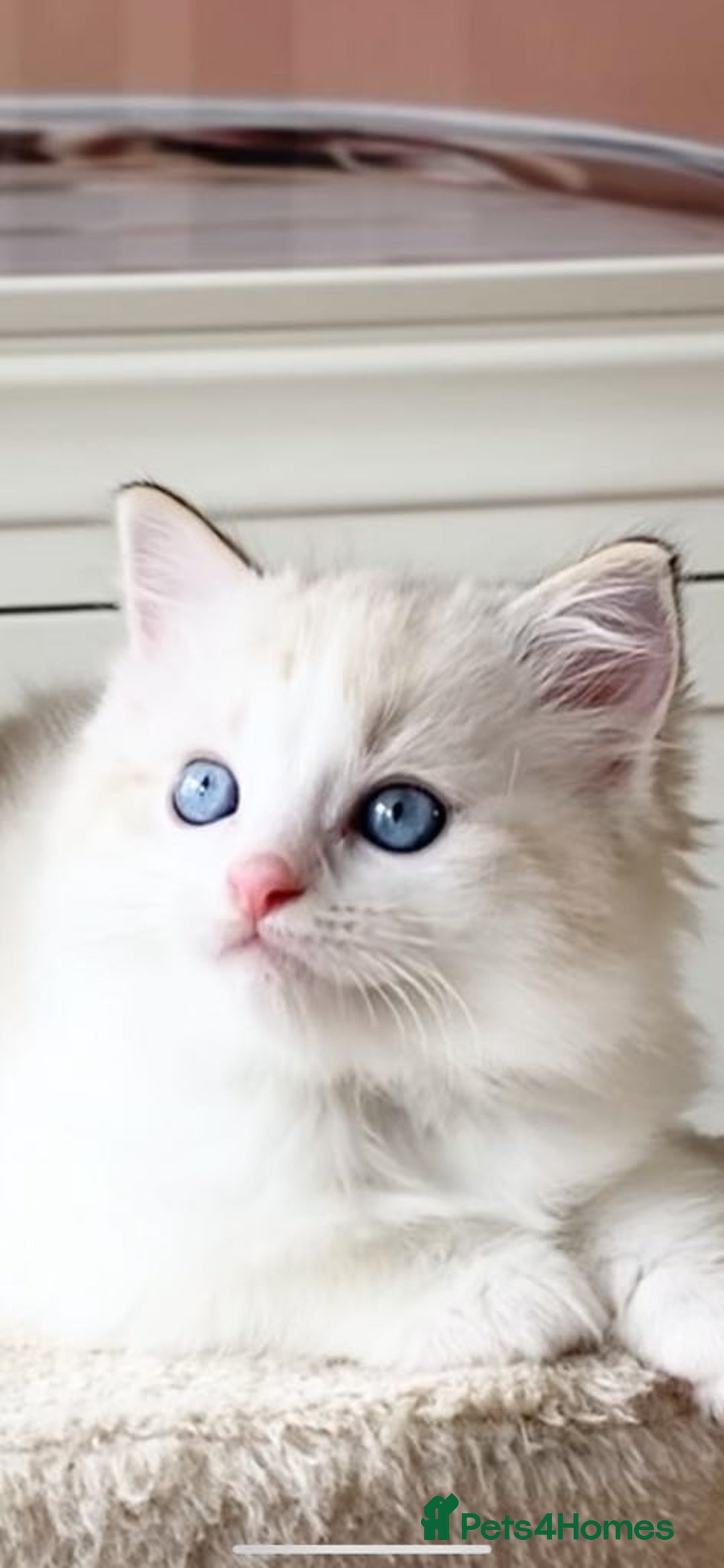Ragdoll cats for sale: INDOOR TWO MALE GCCF REGISTERED RAGDOLL KITTENS - Image 26