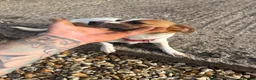 Mixed Breed dogs for sale: Beautiful Jack Russell puppies.  - Advert 2
