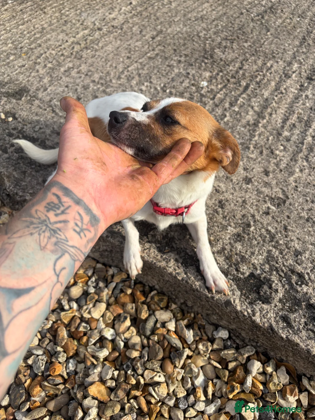 Mixed Breed dogs for sale: Beautiful Jack Russell puppies.  - Advert 2