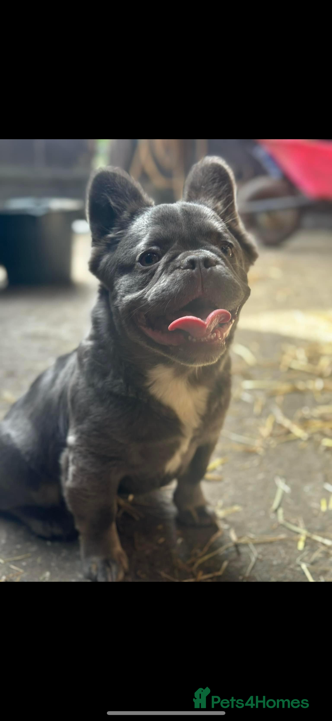 French Bulldog dogs for sale: Fluffy carrier French bull dog puppies  - Advert 9
