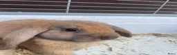Mini Lop rabbits for sale: Beautiful Mini Lop Bunnies  - Advert 3