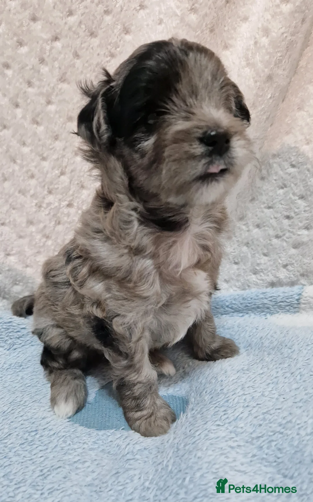 Maltipoo dogs for sale: Maltipoo boys for sale Apricot & merle 💙🩵💚 - Advert 1