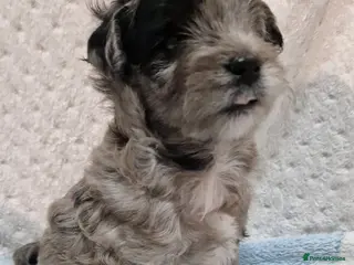 Maltipoo dogs Maltipoo boys for sale Apricot & merle 💙🩵💚 - Advert 14