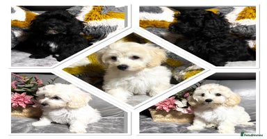 Maltipoo dogs in Newark - Advert 7