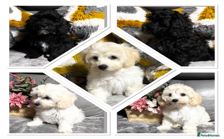 Maltipoo dogs in Newark - Advert 2