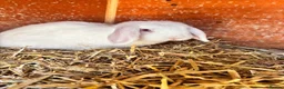 Mini Lop rabbits for sale: 3 white beauty’s for sale NEED TO GO  - Advert 1