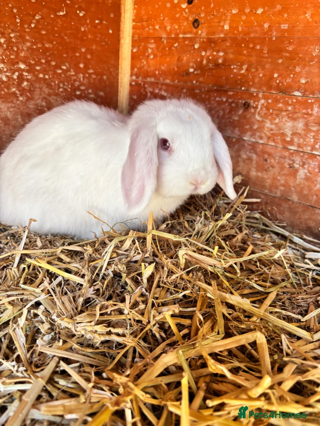 Mini Lop rabbits for sale: 3 white beauty’s for sale NEED TO GO  - Advert 1