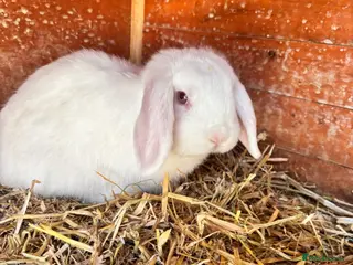 Mini Lop rabbits 3 white beauty’s for sale NEED TO GO - Advert 1