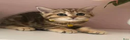 British Shorthair cats for sale: British shorthair kittens  - Advert 10