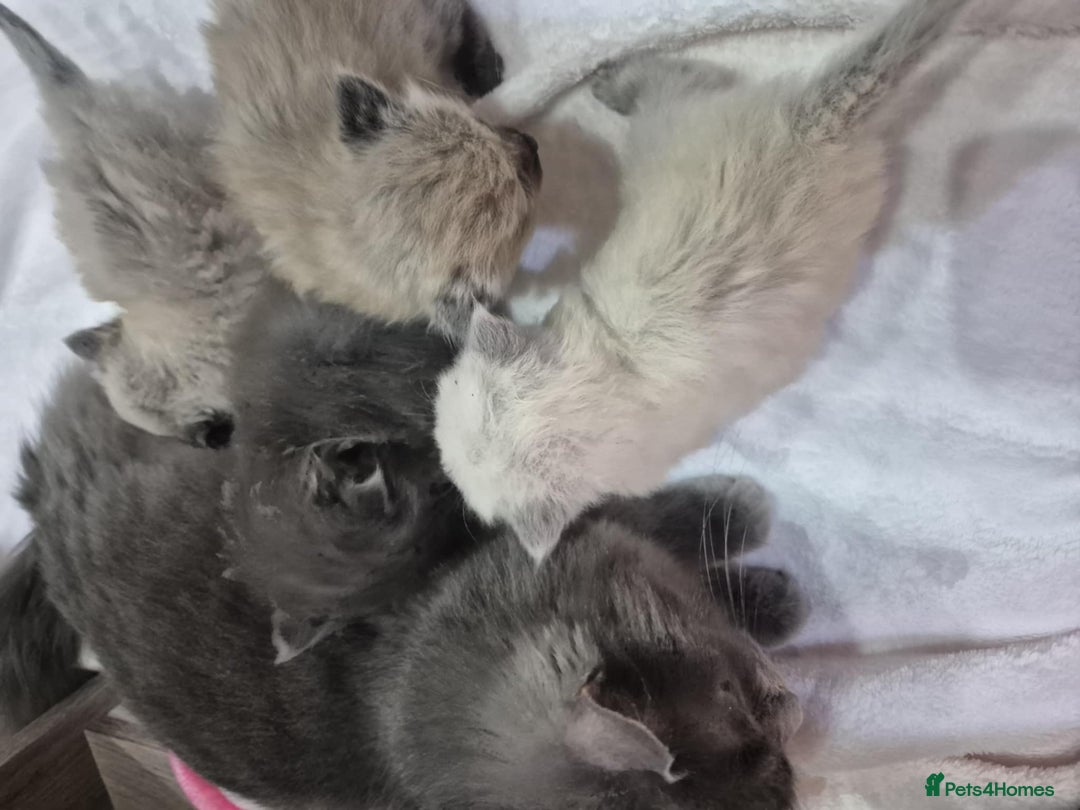 Ragdoll cats for sale: 4 ragdolls ready to leave now  - Image 39