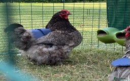 Chickens poultry for sale: 🐣 Beautiful Orpington Chicks & Cockerels for Sale - Image 19