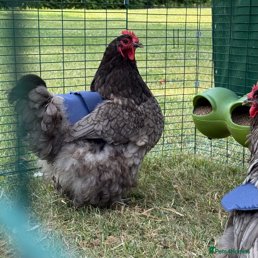 Chickens poultry for sale: 🐣 Beautiful Orpington Chicks & Cockerels for Sale - Image 19