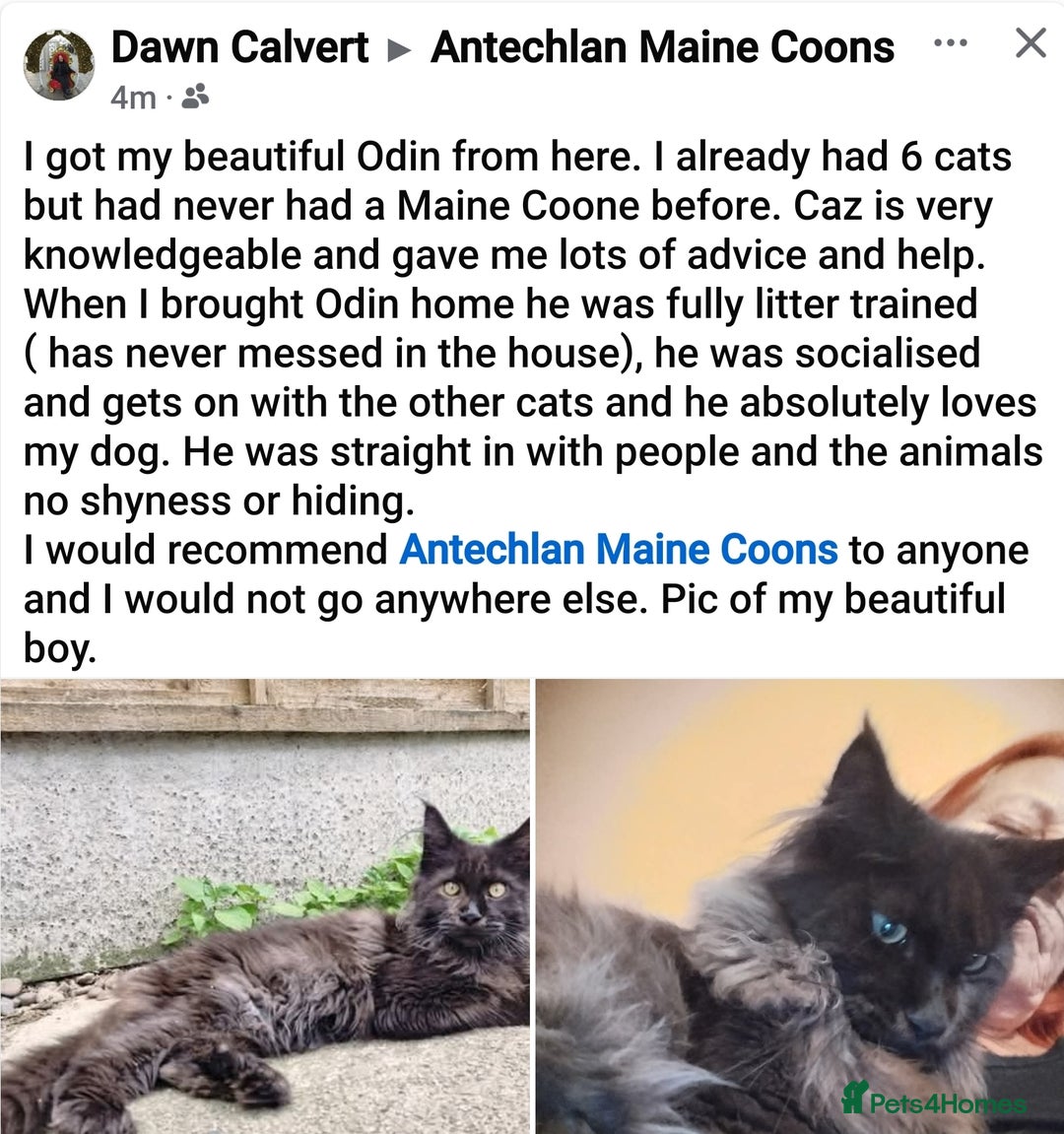 Maine Coon cats for sale: 💖last boy, blue eyed high silver 💖TICA  - Image 7