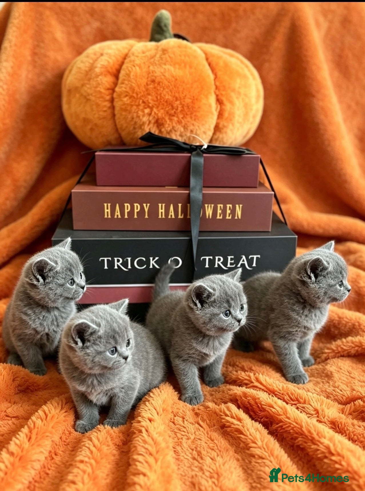 British Shorthair cats Blue British Shorthairs  - Advert 10