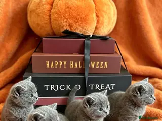 British Shorthair cats Blue British Shorthairs - Advert 10