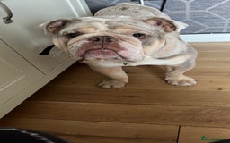 Olde English Bulldogge dogs for sale: Old English Bull dog-Requires re-homing - Image 4