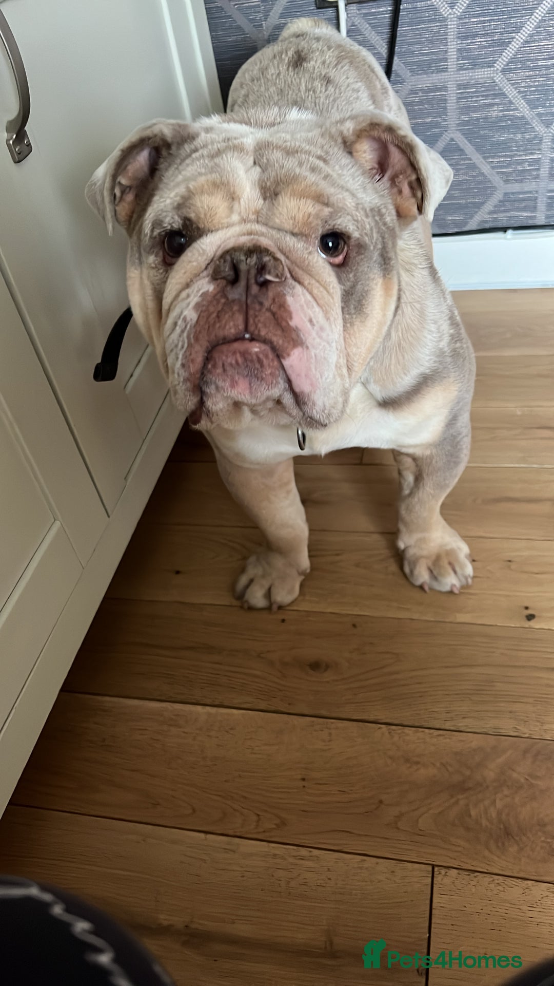 Olde English Bulldogge dogs for sale: Old English Bull dog-Requires re-homing - Image 4