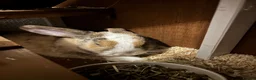 Mini Lop rabbits for sale: Mini lop girls both 7 months old  - Advert 4
