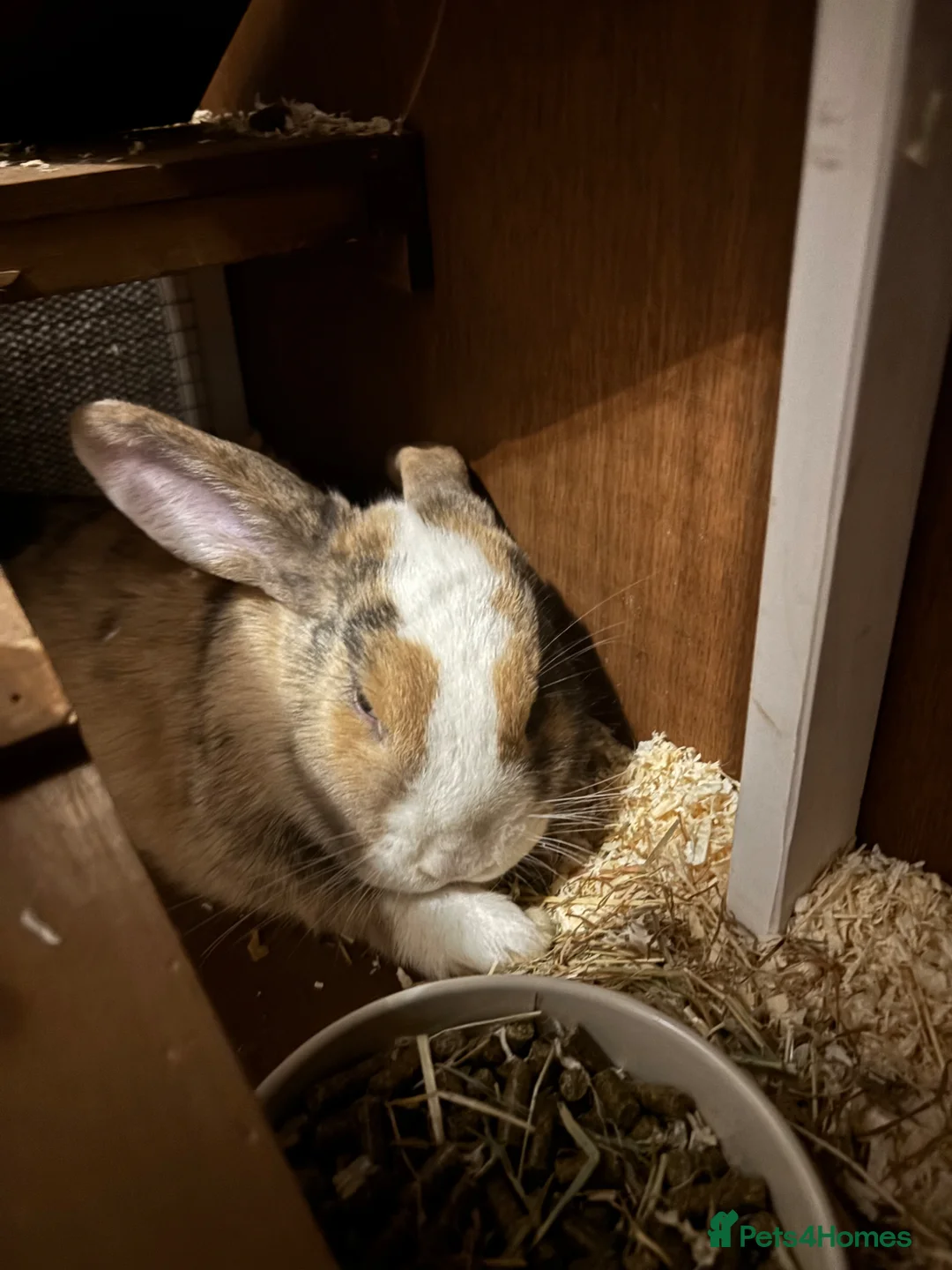Mini Lop rabbits for sale: Mini lop girls both 7 months old  - Advert 4