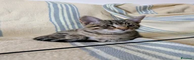 Bengal 1