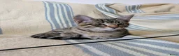Bengal cats for sale: Friendly Adorable Bengal kittens  - Advert 24