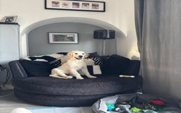 Golden Retriever dogs for sale: Golden retriever puppy  - Image 4