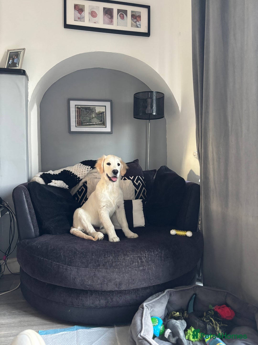 Golden Retriever dogs for sale: Golden retriever puppy  - Image 4