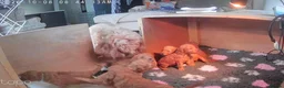 Cockapoo dogs for sale: 🐾 Beautiful F1B Cockapoo Puppies  🐾 - Advert 18