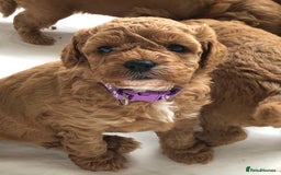 Cavapoo dogs for sale: 5⭐️ F1B Cavapoo’s - Image 6