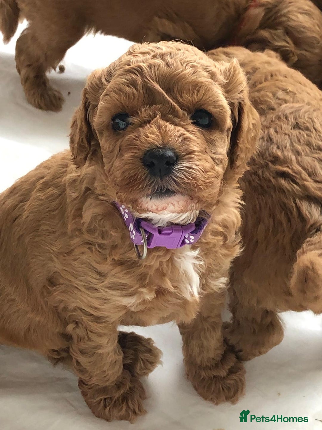 Cavapoo dogs for sale: 5⭐️ F1B Cavapoo’s - Image 6