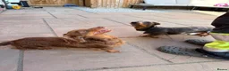 Dachshund dogs for stud: Miniature Daschund for Stud - Advert 5