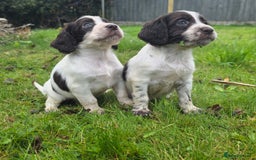 Cocker Spaniel dogs for sale: WORKING COCKER SPANIELS ..DNA CLEAR - Image 28