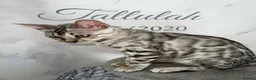 Bengal cats for sale: Stunning Silver Bengal Queen Registered, Active  - Advert 3
