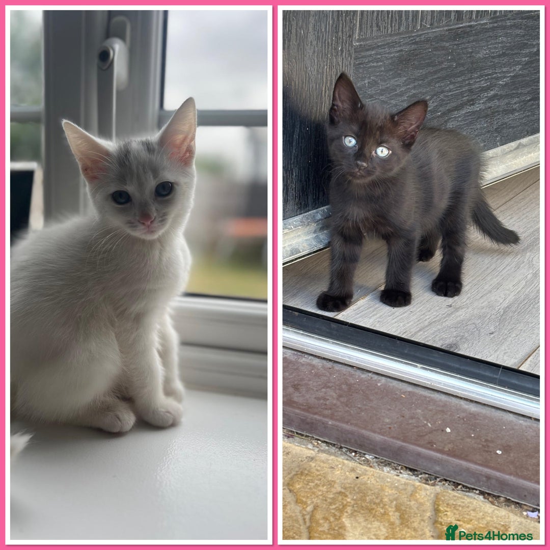 Mixed Breed cats for sale: 2 gorgeous boy left  - Image 1