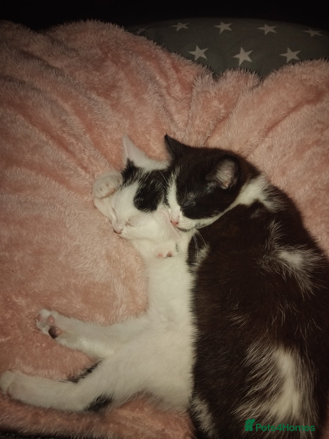 Mixed Breed cats for sale: Sister Kittens Available  - Advert 1