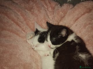 Mixed Breed cats Sister Kittens Available - Advert 3