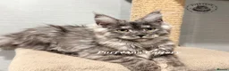 Maine Coon cats for sale: TICA registration Maine coon kittens Ready Now - Advert 7