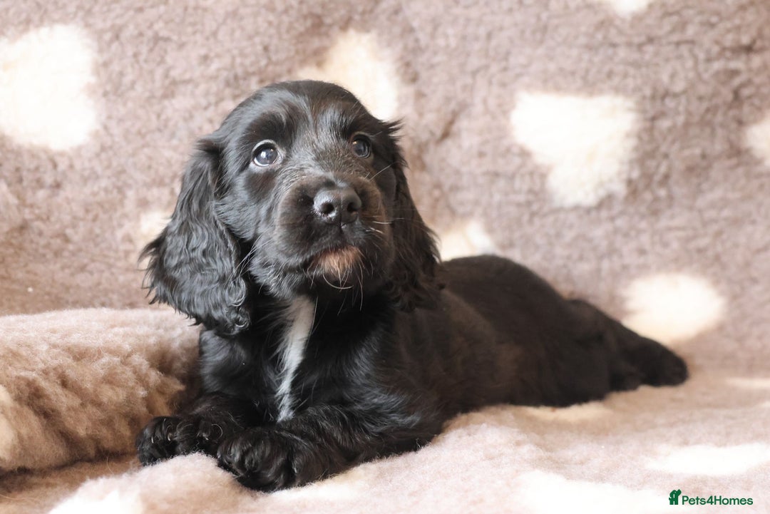 Cocker Spaniel dogs for sale: LAST BLACK COCKER SPANIEL BOY REDUCED - Image 3