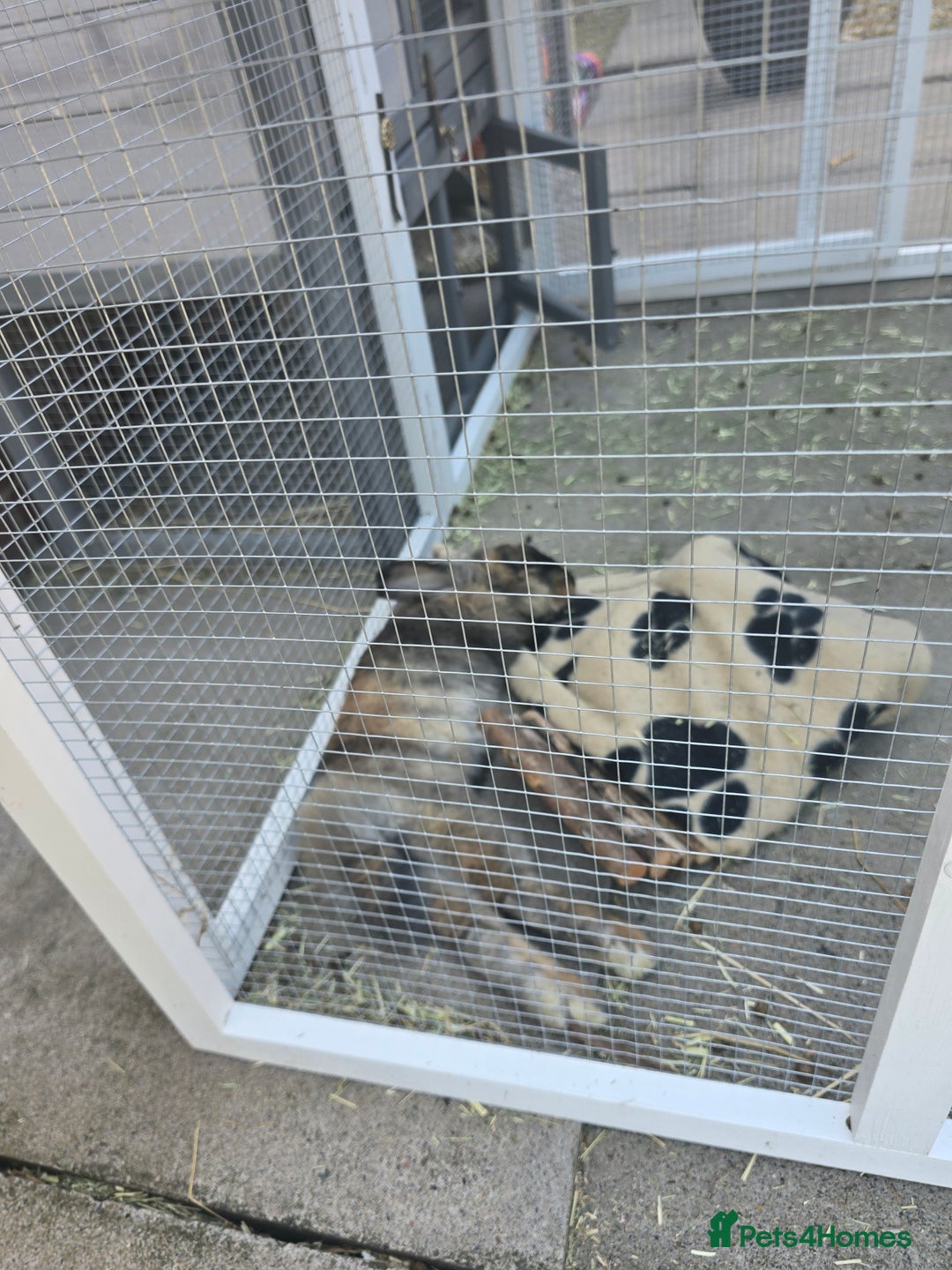 Mixed Breed rabbits for sale: Female Rabbit for rehoming - Advert 5