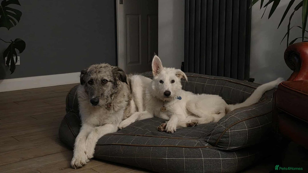 Mixed Breed dogs for adoption: Perfect PICKLE - Image 20