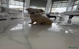 French Bulldog dogs for sale: French bulldog puppies  - Image 8