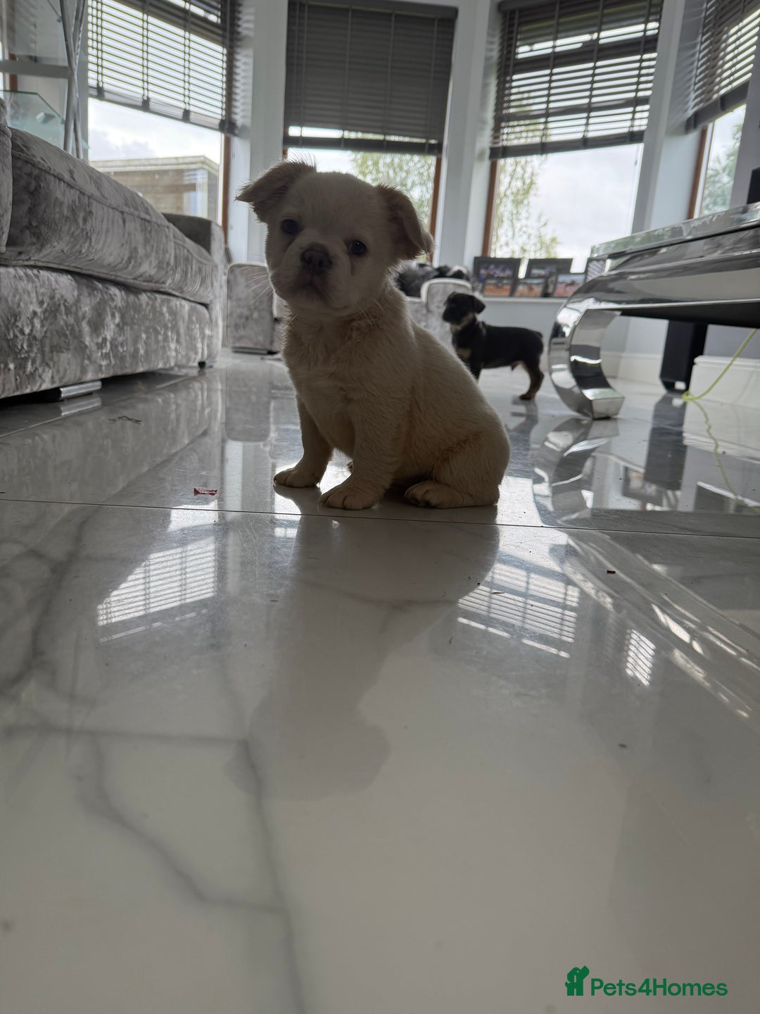 French Bulldog dogs for sale: French bulldog puppies  - Image 8