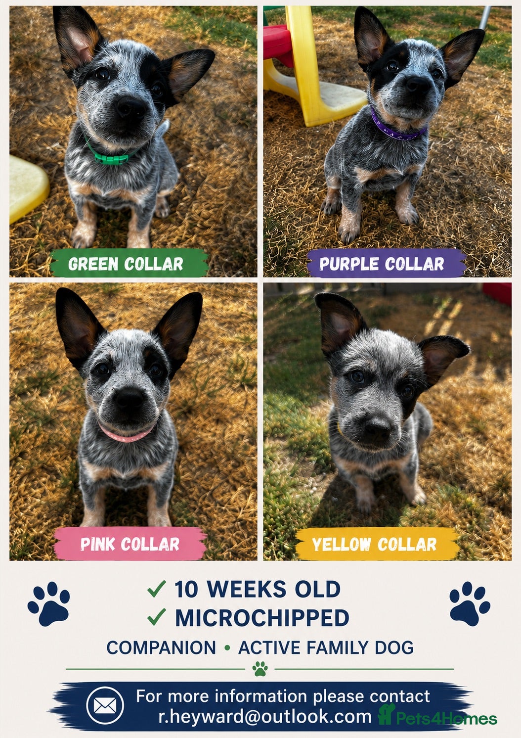 Australian Cattle Dog dogs Now reduced! Stunning cattle dogs! - Advert 1