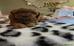 Cavapoo dogs for sale: Gorgeous Health Tested Cavapoo F1B Puppies - Image 16