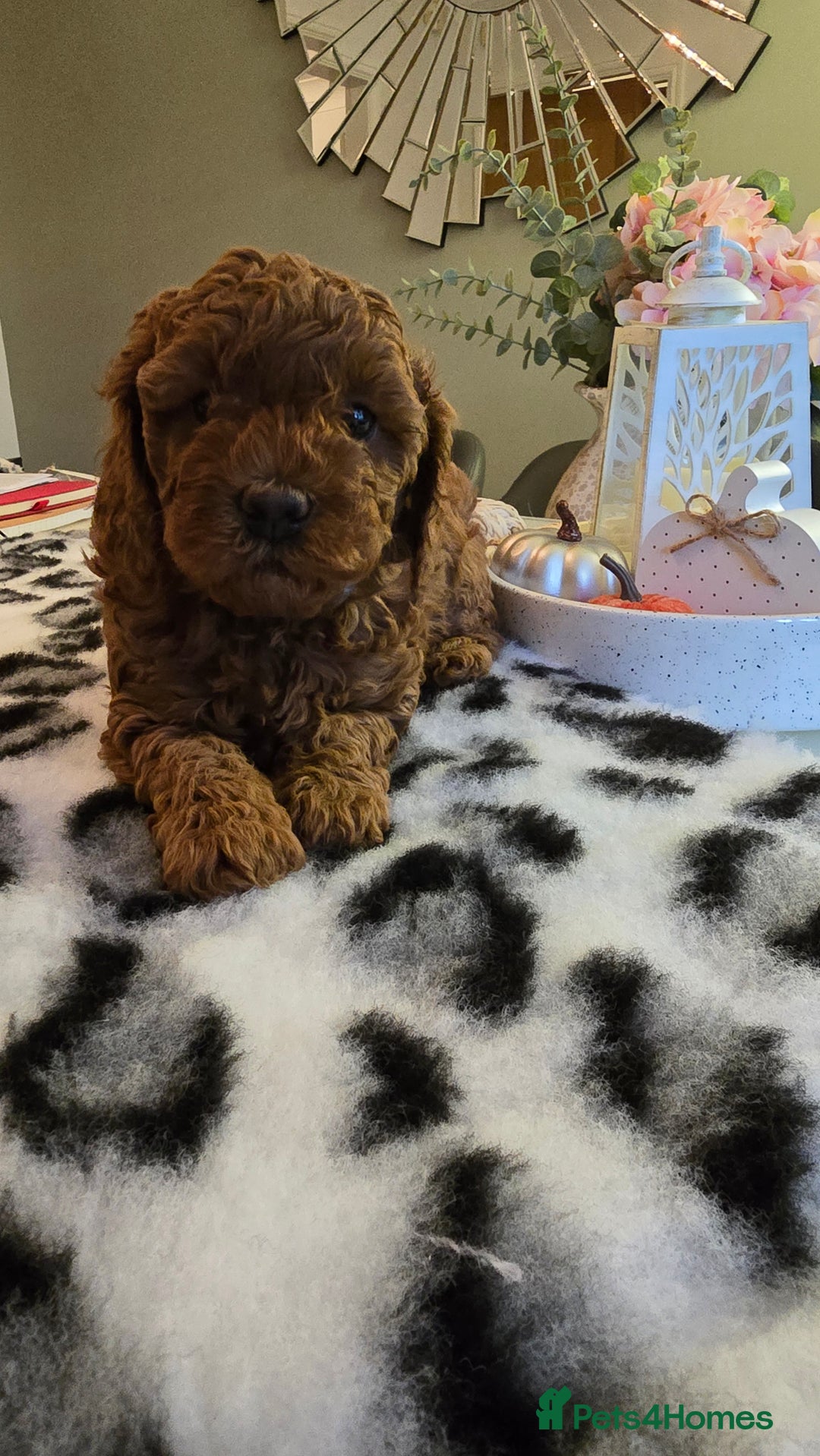 Cavapoo dogs for sale: Gorgeous Health Tested Cavapoo F1B Puppies - Image 16