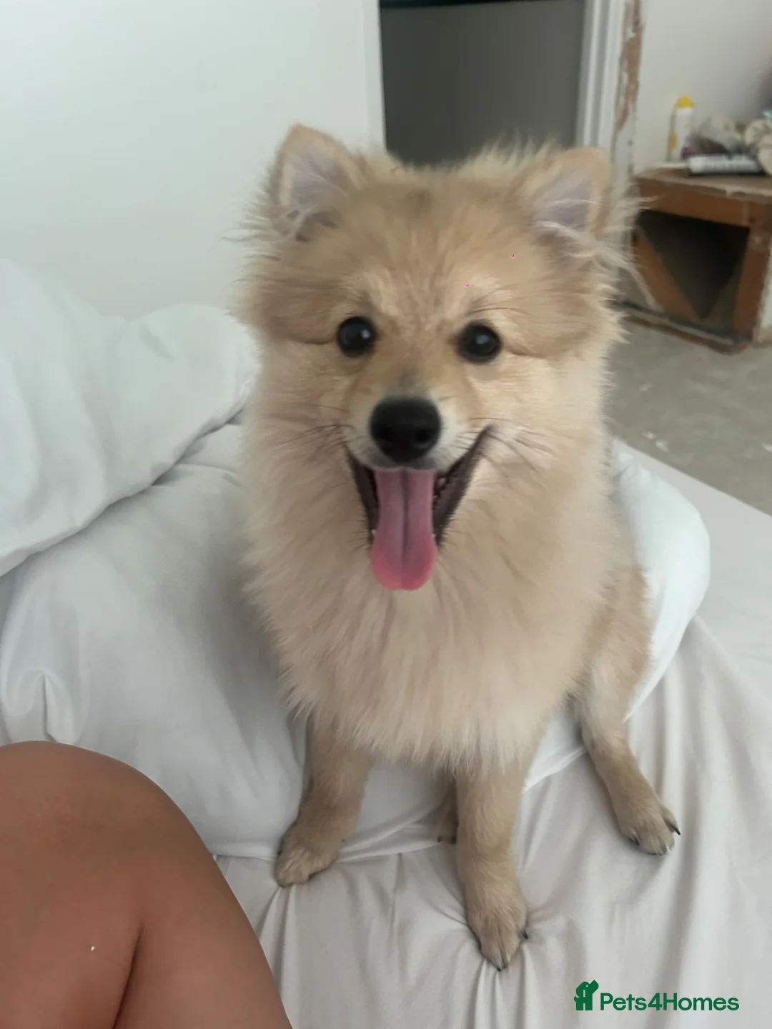 Pomeranian dogs for sale: Boy Pomeranian  - Advert 2