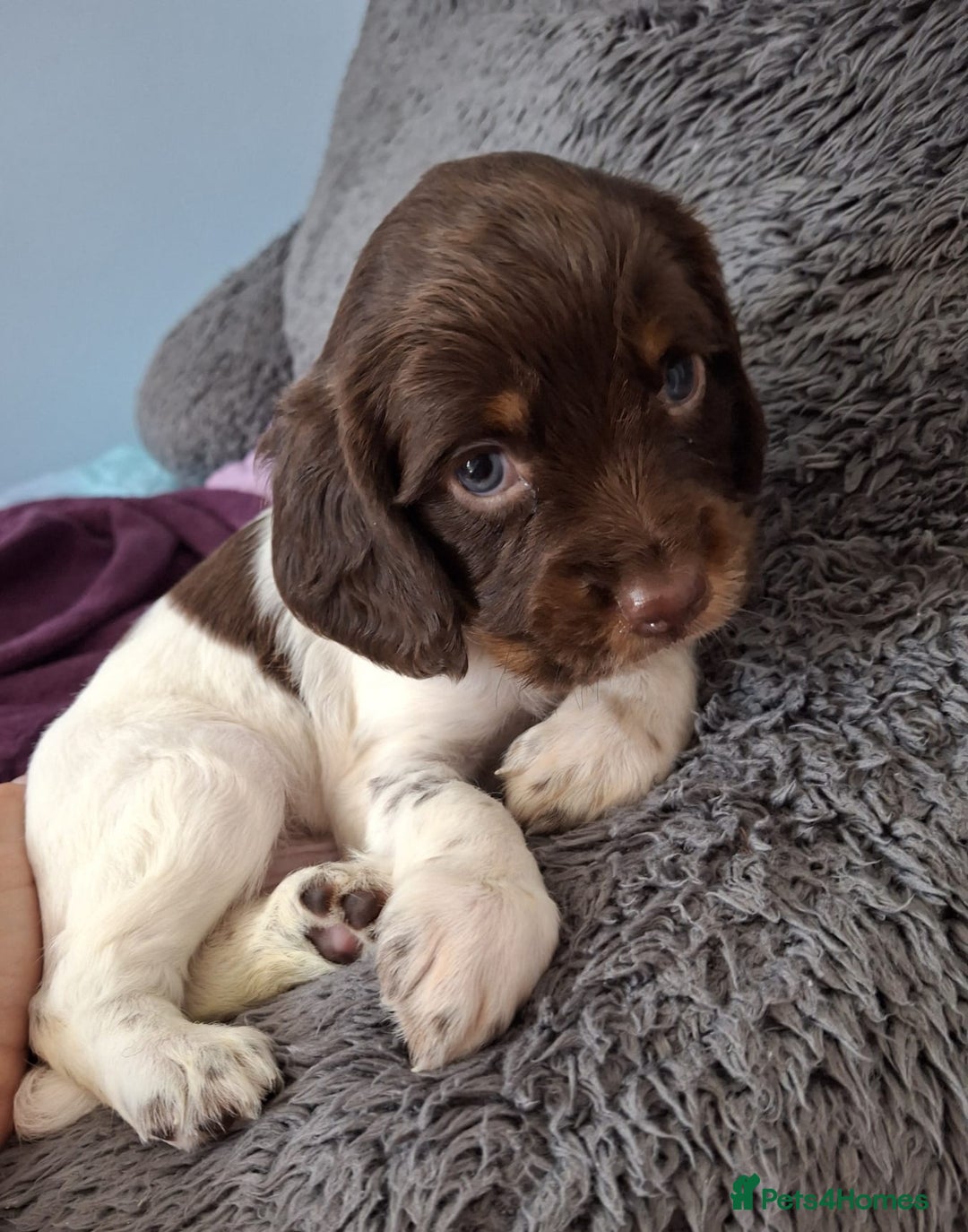 English Springer Spaniel dogs for sale: English Springer Spaniels Puppies 🐾 - Image 1