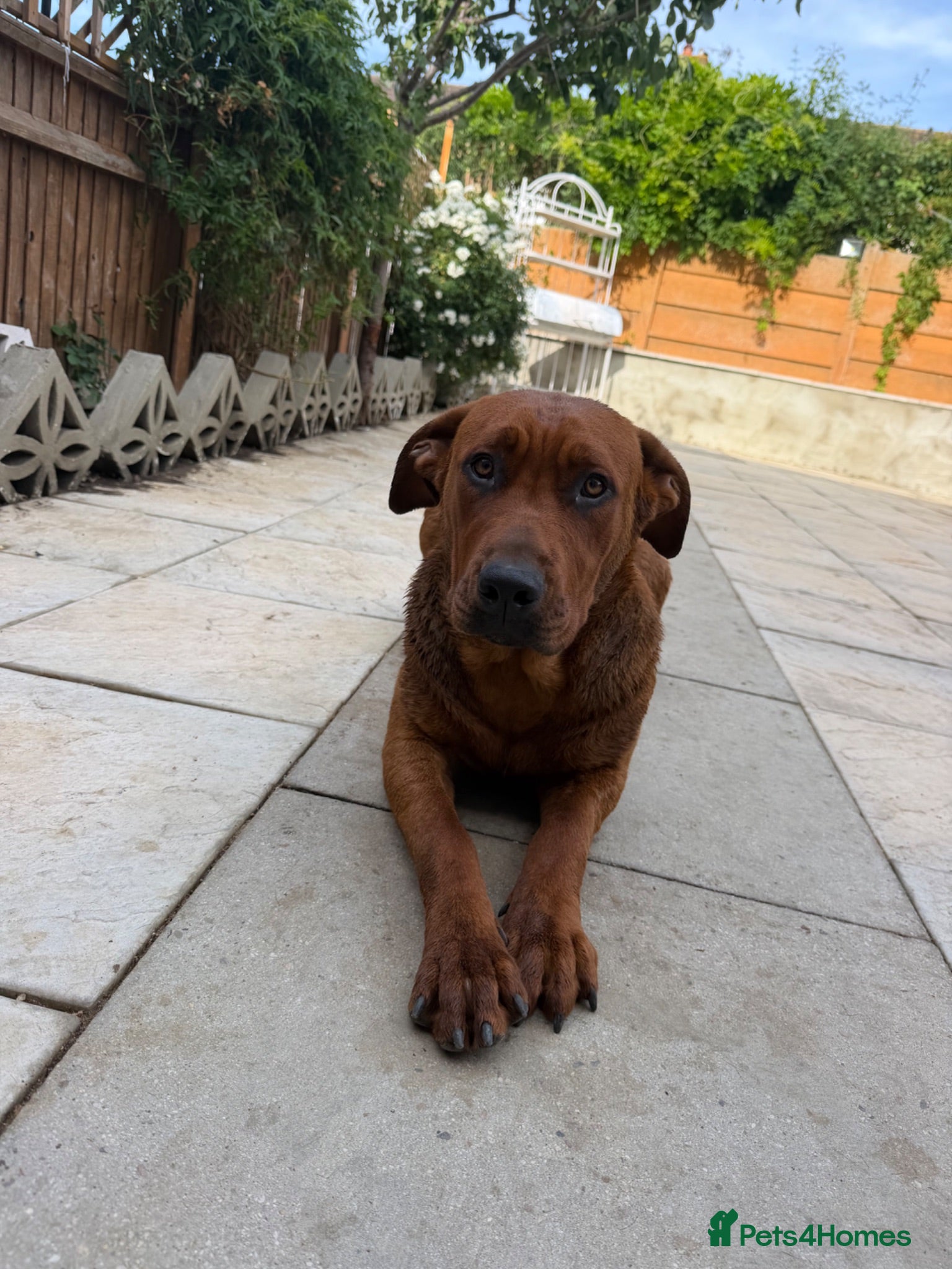 Mixed Breed dogs Luna. The beautiful German Shepherd Mix - Advert 3