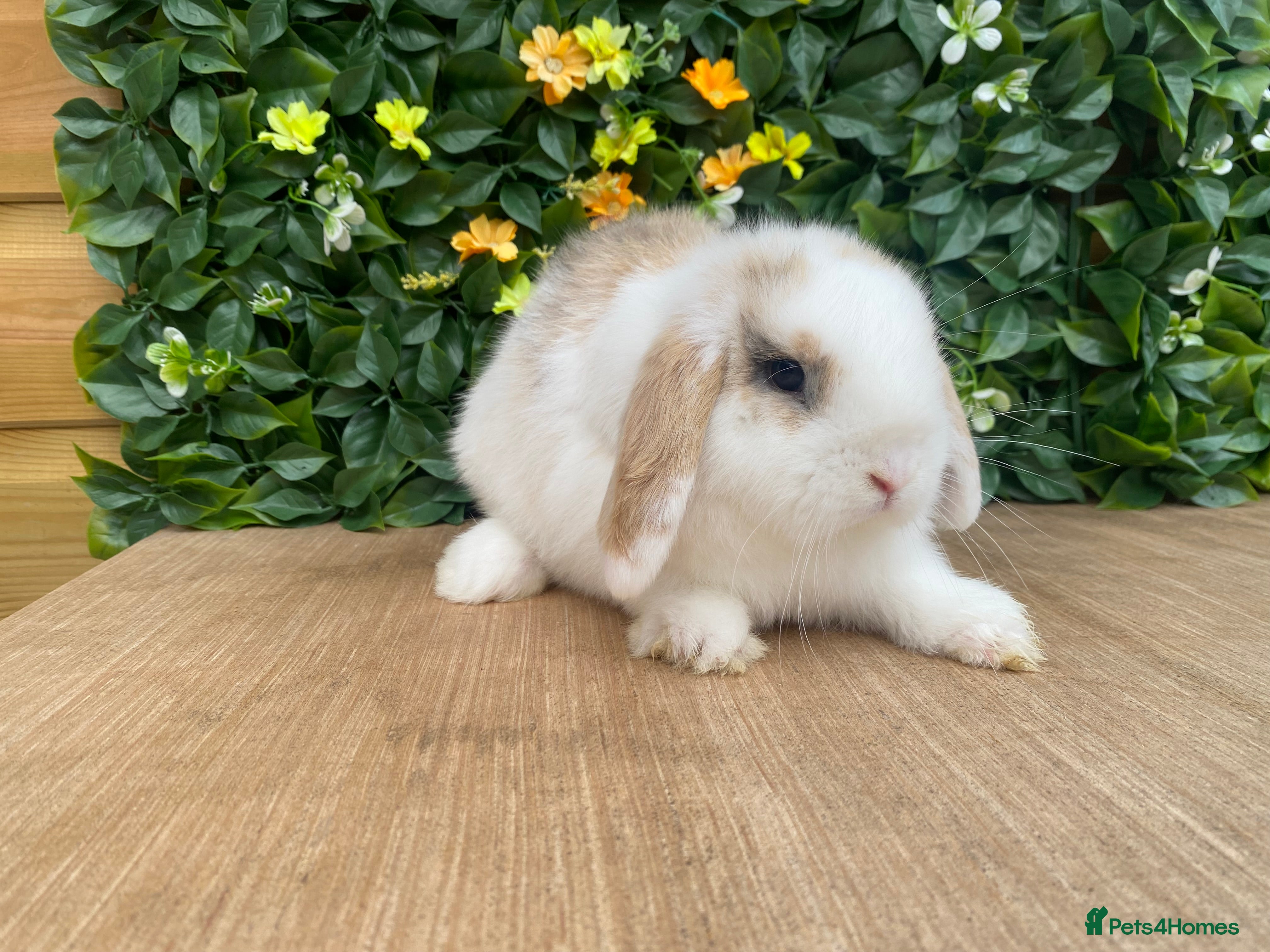 Mini Lop rabbits Mini lop 💙  ( Est since 2014 ) - Advert 2