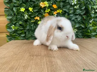 Mini Lop rabbits Mini lop 💙 ( Est since 2014 ) - Advert 2